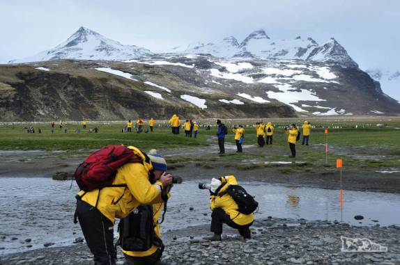 Impressionados com tanta beleza, os passageiros já começam a fotografar assim que chegam em terra, em Salisbury Plain, na Geórgia do Sul